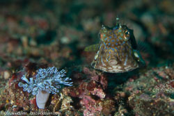 BD-110319-Puerto-Galera-4115-Lactoria-fornasini-(Bianconi.-1846)-[Thornback-cowfish].jpg